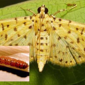 cach-phong-tru-sau-hai-tren-cay-sau-rieng-hieu-qua