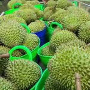 ky-thuat-cham-soc-cay-sau-rieng